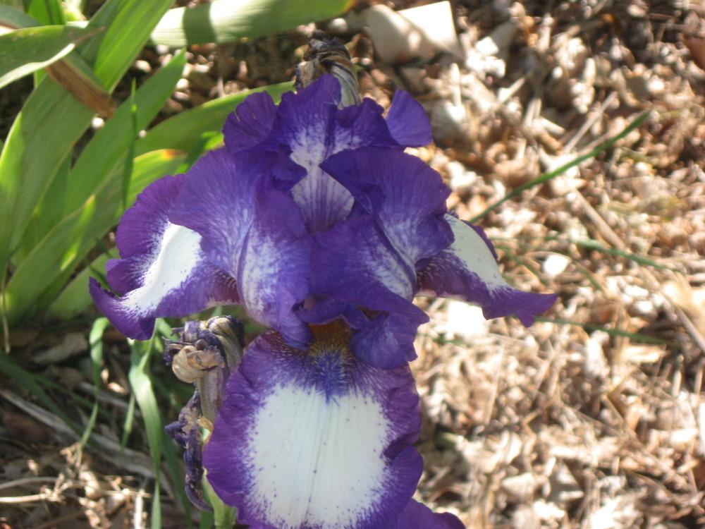 Photo of Tall Bearded Iris (Iris 'Stepping Out') uploaded by enidcandles