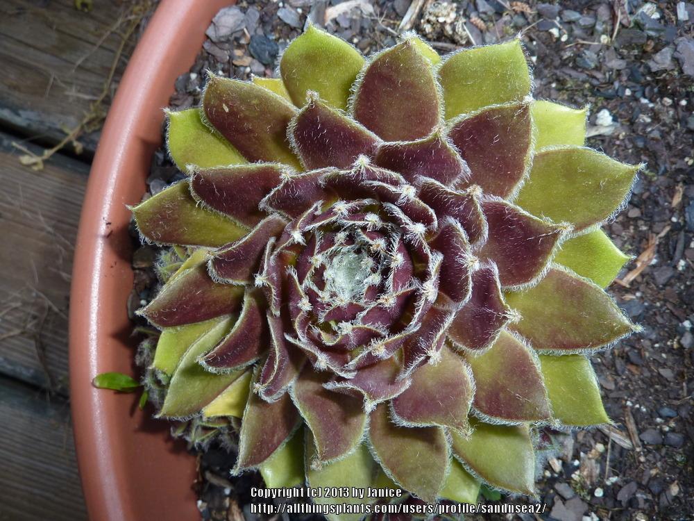 Photo of Hen and Chicks (Sempervivum 'Cherry Frost') uploaded by sandnsea2