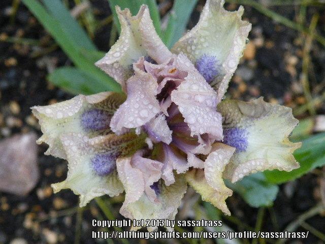 Photo of Standard Dwarf Bearded Iris (Iris 'Cup of Joy') uploaded by sassafrass