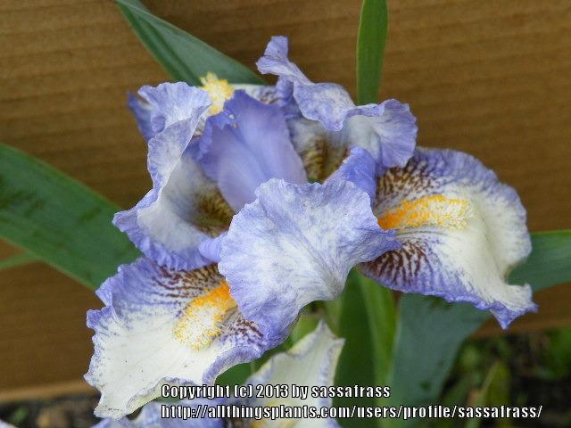 Photo of Standard Dwarf Bearded Iris (Iris 'Canadian Kisses') uploaded by sassafrass