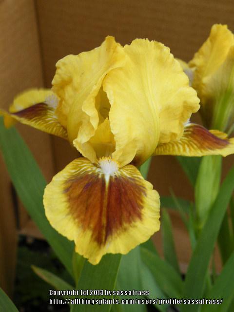 Photo of Standard Dwarf Bearded Iris (Iris 'Double Byte') uploaded by sassafrass