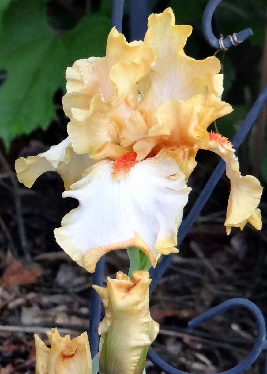 Photo of Tall Bearded Iris (Iris 'Champagne Waltz') uploaded by stilldew