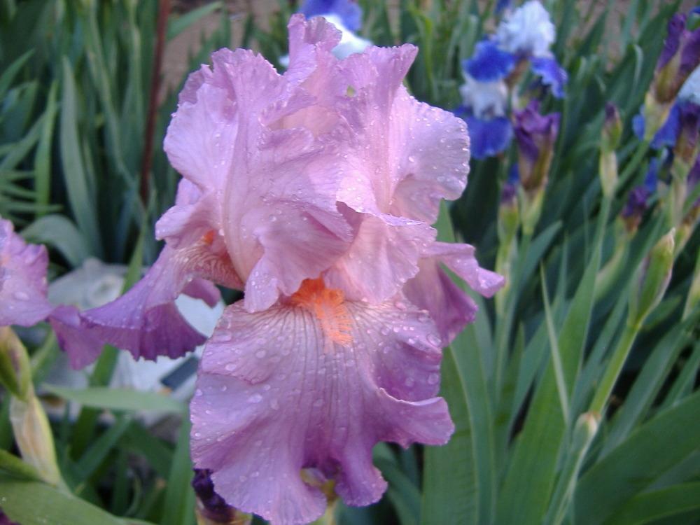 Photo of Tall Bearded Iris (Iris 'Jennifer Rebecca') uploaded by tveguy3