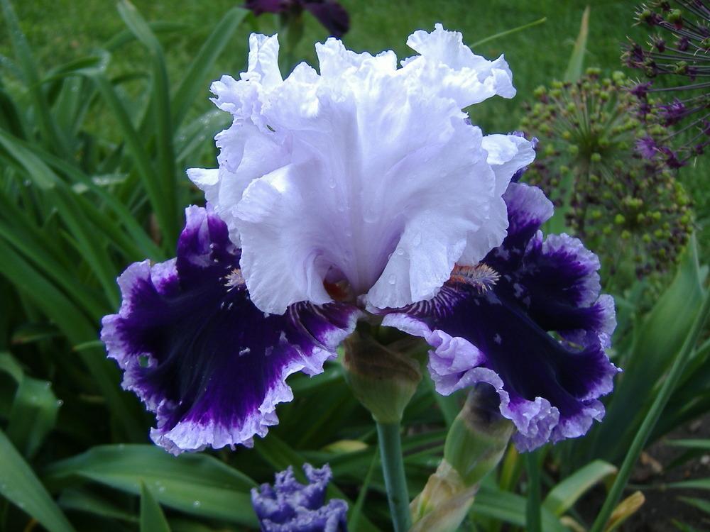 Photo of Tall Bearded Iris (Iris 'Daring Deception') uploaded by tveguy3
