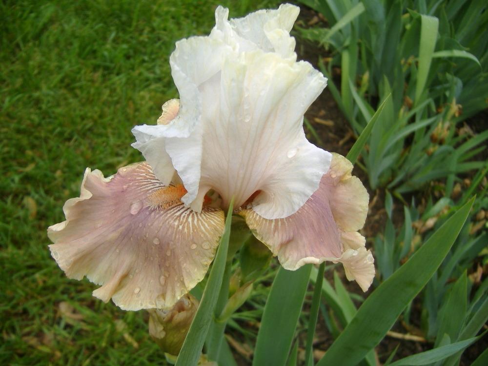 Photo of Tall Bearded Iris (Iris 'Champagne Elegance') uploaded by tveguy3