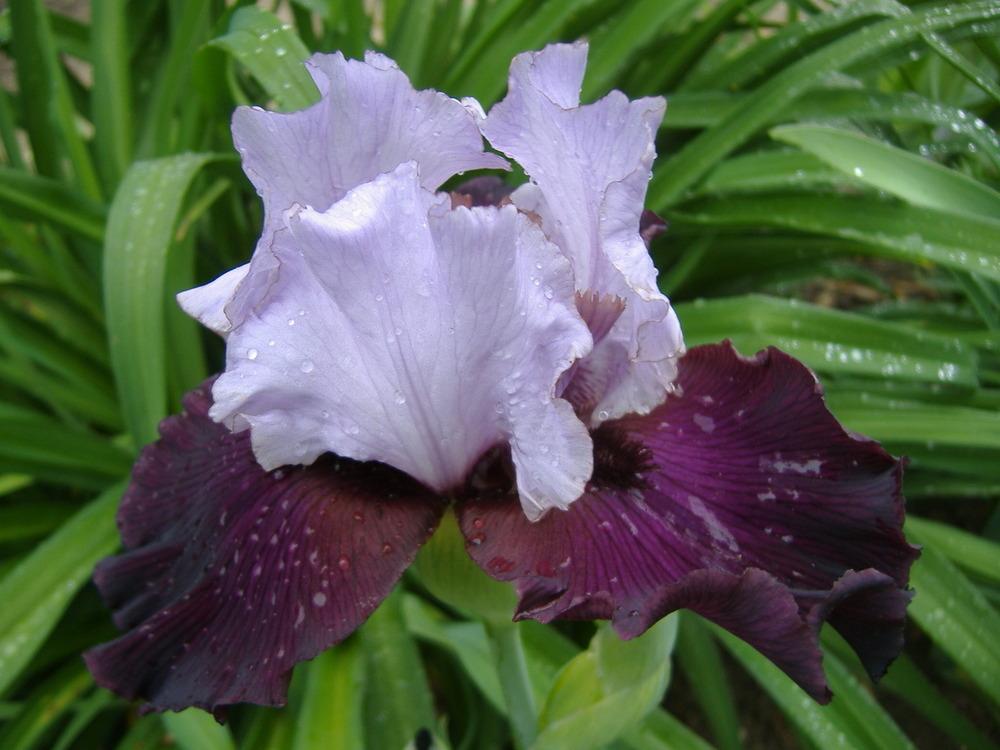 Photo of Tall Bearded Iris (Iris 'Private Eye') uploaded by tveguy3