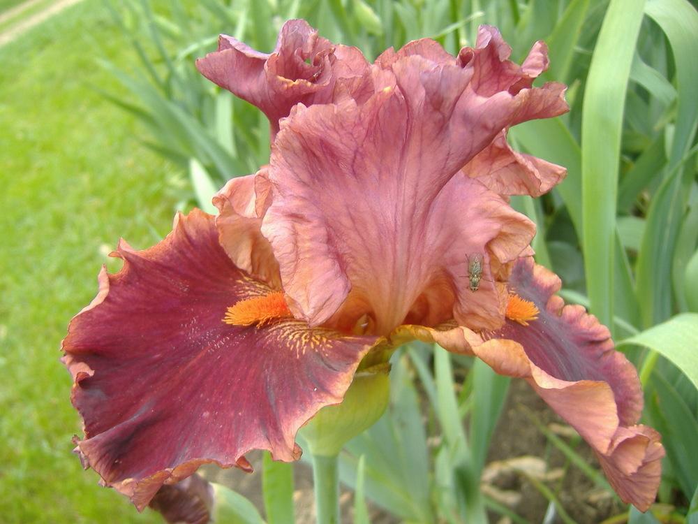 Photo of Tall Bearded Iris (Iris 'Drinks at Sunset') uploaded by tveguy3