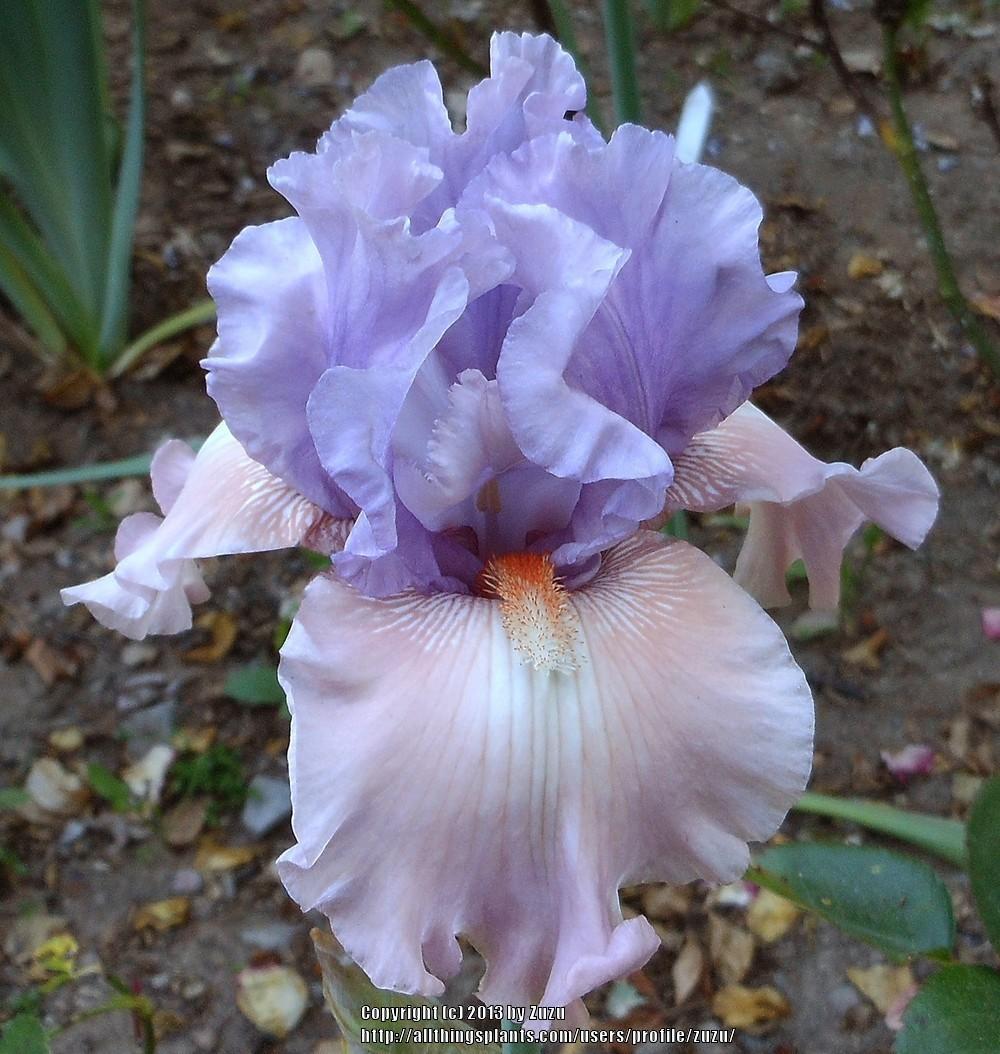 Photo of Tall Bearded Iris (Iris 'Role Reversal') uploaded by zuzu