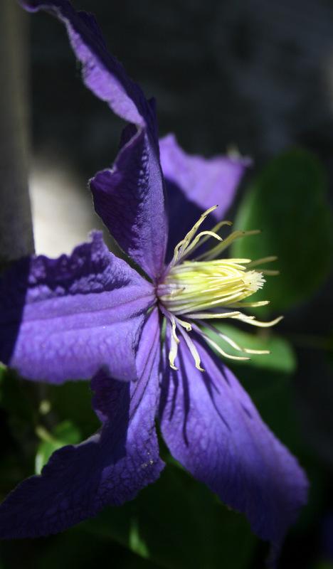 Photo of Clematis 'Rhapsody' uploaded by Calif_Sue