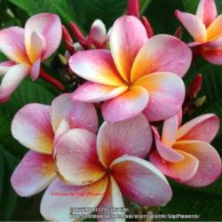 Location: Tampa, Florida
Date: May 31, 2013
My first multiple bloom of my Divine Plumeria.
