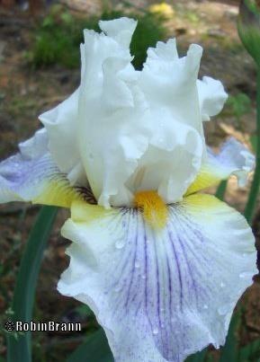 Photo of Irises (Iris) uploaded by arejay59