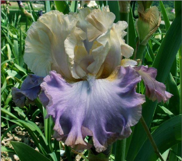Photo of Tall Bearded Iris (Iris 'Tango to the Moonlight') uploaded by diggit