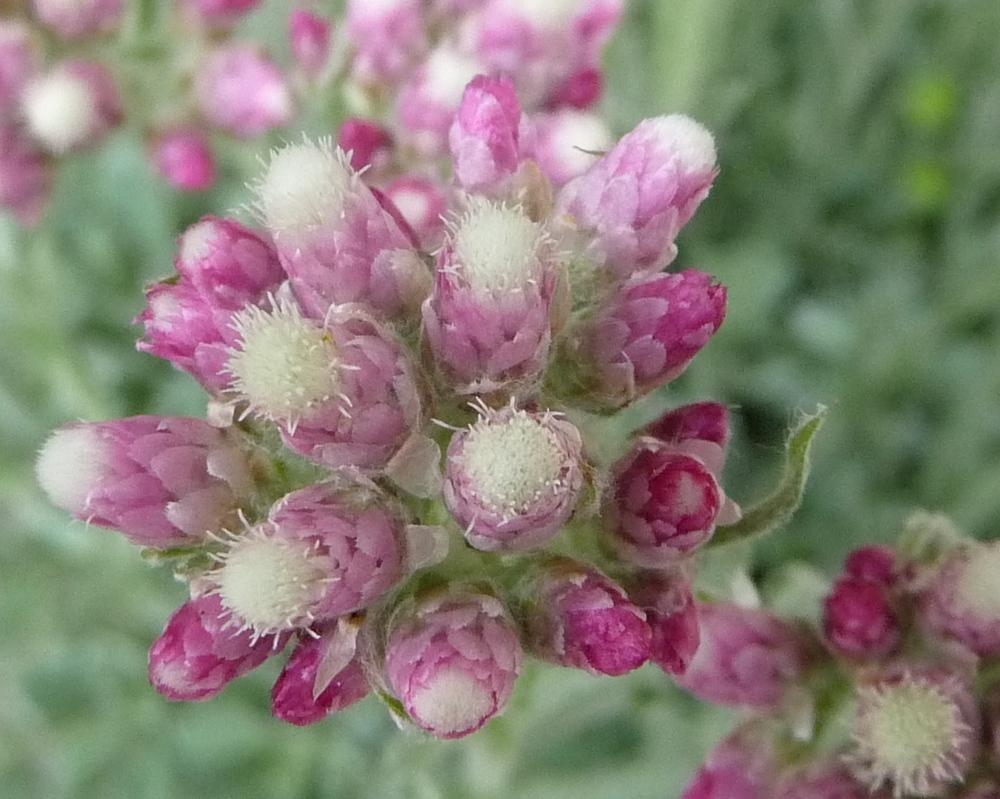 Photo of Pink Pussytoes (Antennaria rosea) uploaded by gardengus