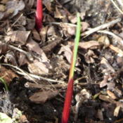 newly emerging from planted bulb