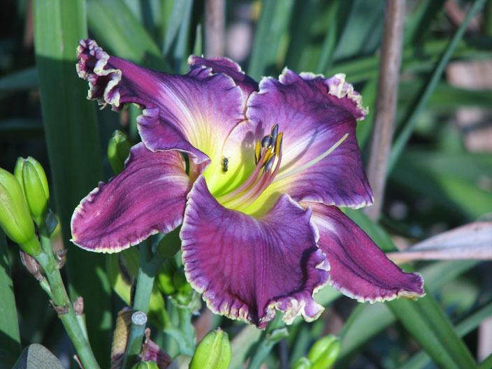 Photo of Daylily (Hemerocallis 'Cup of Cold Water') uploaded by mlt