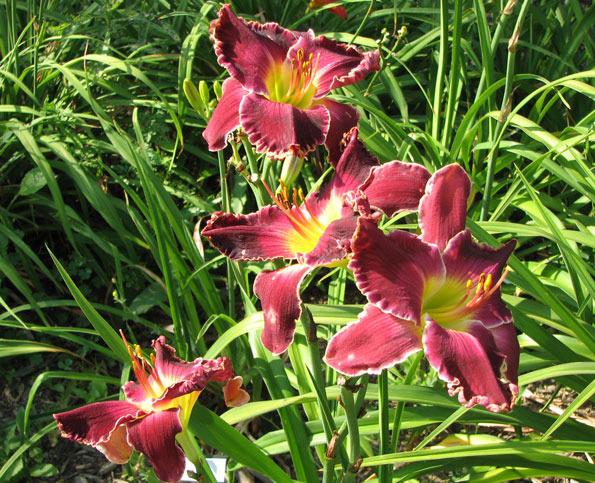 Photo of Daylily (Hemerocallis 'Born to Reign') uploaded by mlt