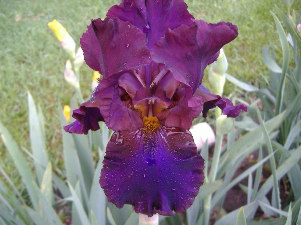 Photo of Tall Bearded Iris (Iris 'Grape Expectations') uploaded by tveguy3