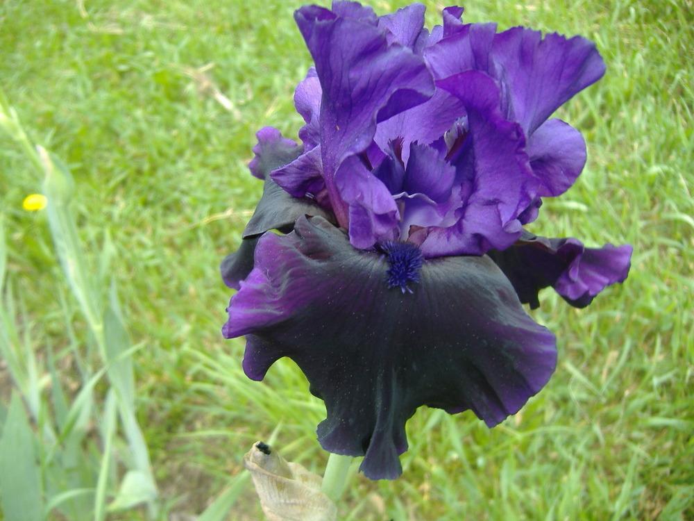 Photo of Tall Bearded Iris (Iris 'Midnight Treat') uploaded by tveguy3