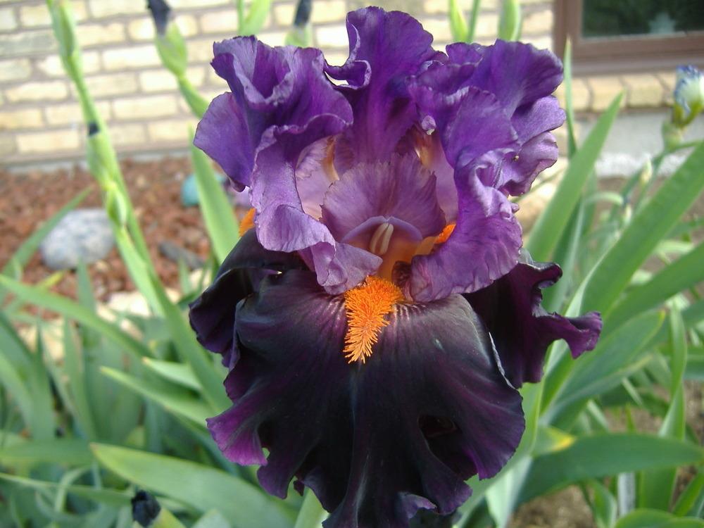 Photo of Tall Bearded Iris (Iris 'Sharp Dressed Man') uploaded by tveguy3