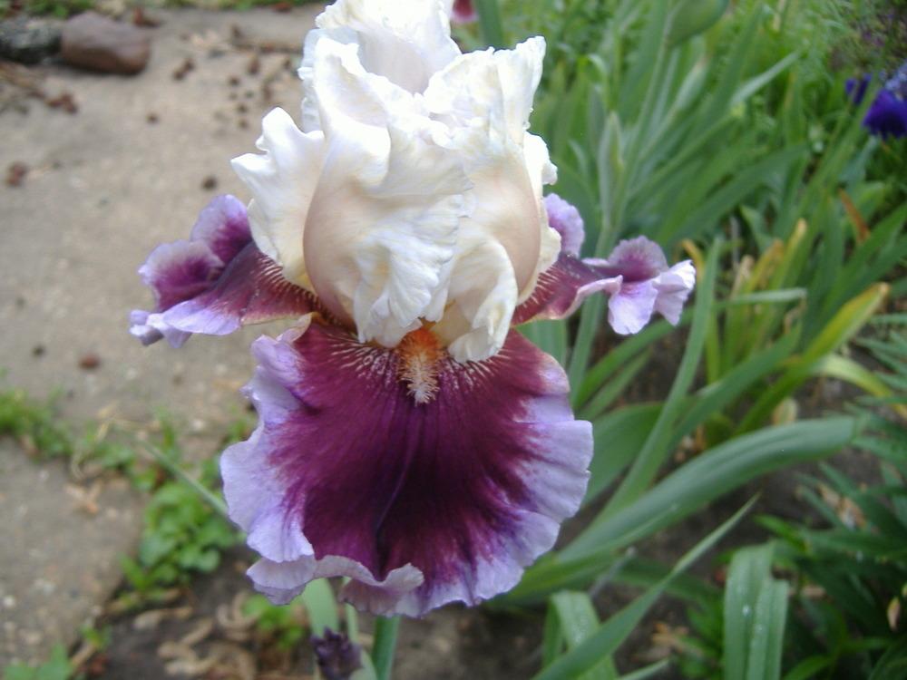 Photo of Tall Bearded Iris (Iris 'Strawberry Freeze') uploaded by tveguy3