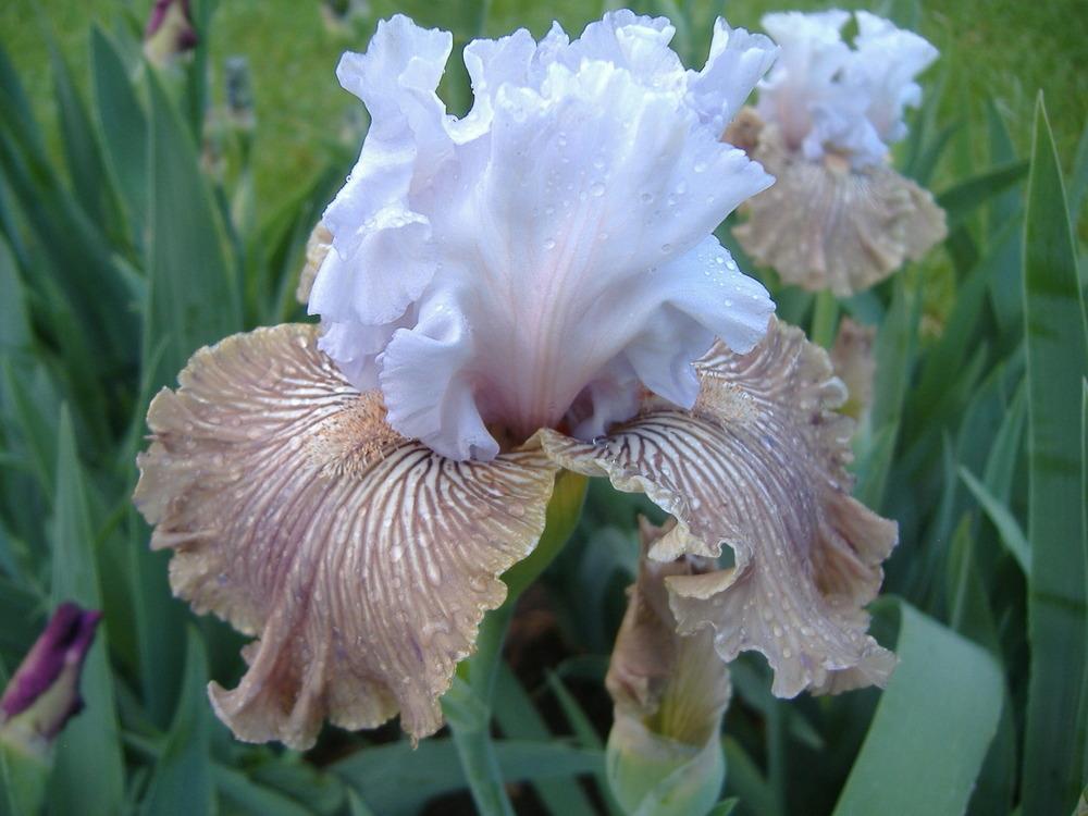 Photo of Tall Bearded Iris (Iris 'Tango Amigo') uploaded by tveguy3