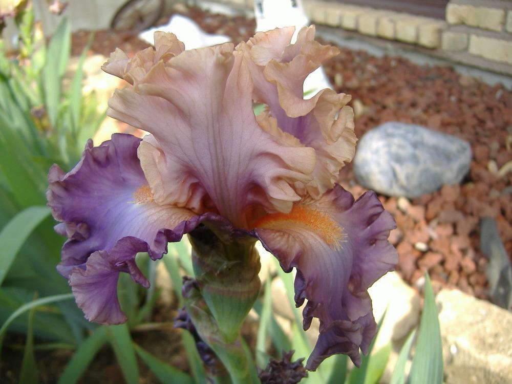 Photo of Tall Bearded Iris (Iris 'Photogenic') uploaded by tveguy3