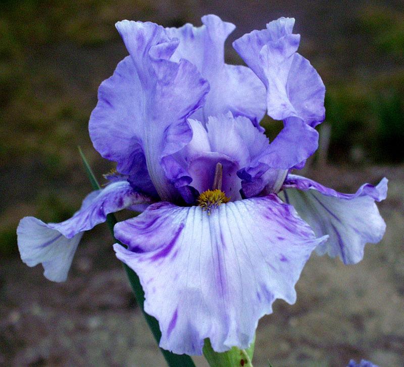 Photo of Tall Bearded Iris (Iris 'Elainealope') uploaded by Calif_Sue
