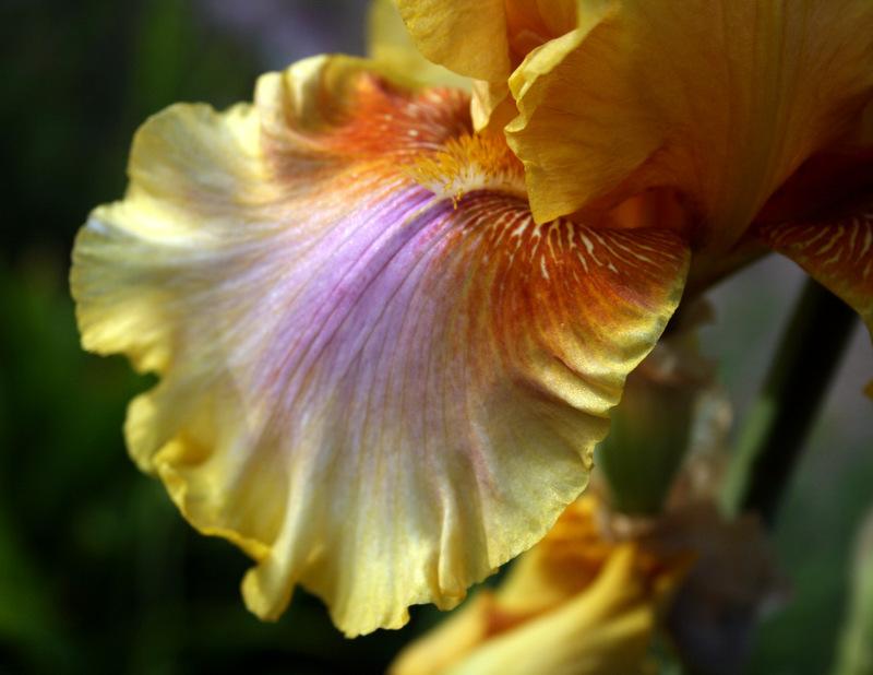 Photo of Tall Bearded Iris (Iris 'Strange Brew') uploaded by Calif_Sue