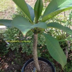 Location: Tampa, Florida
Date: 1st week of June 2013
Late 2012 purchase, stem is very fat. I suspect this will be a la