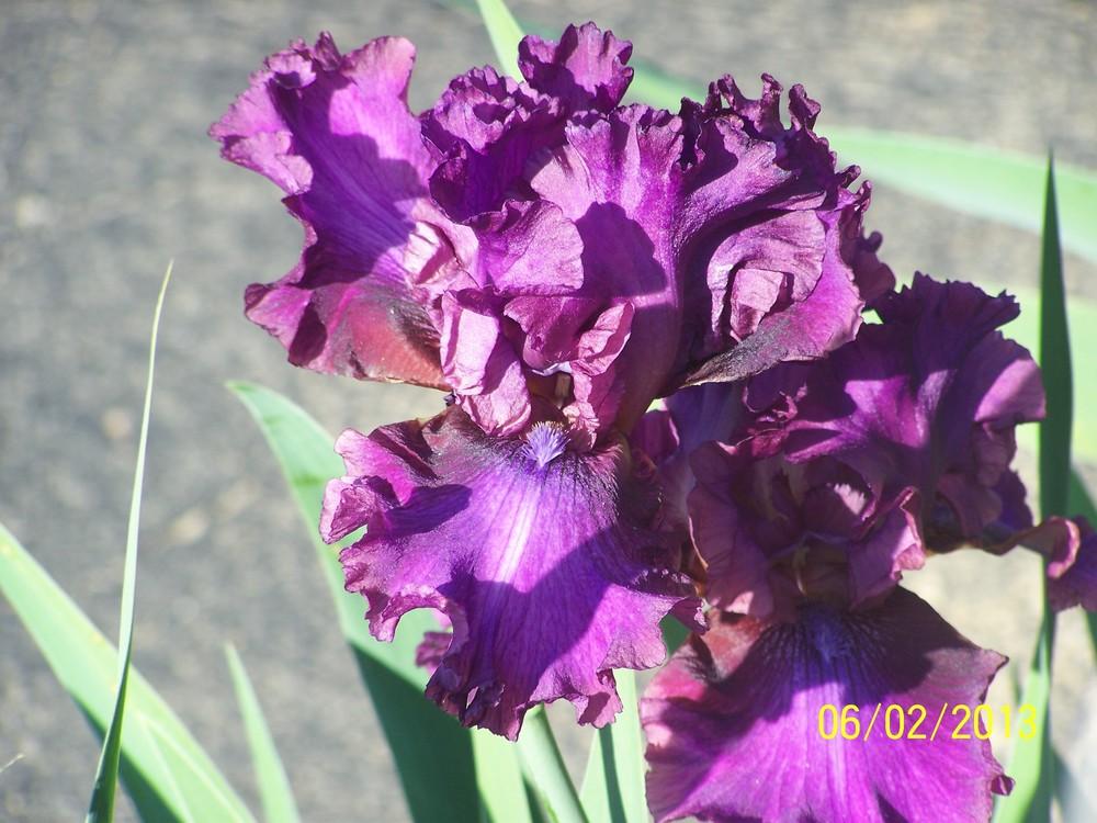 Photo of Tall Bearded Iris (Iris 'Evening Velvet') uploaded by Misawa77