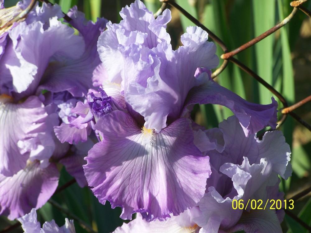 Photo of Tall Bearded Iris (Iris 'French Lilacs') uploaded by Misawa77