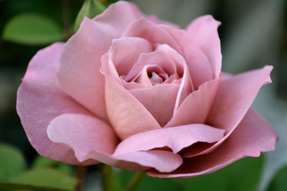 Photo of Rose (Rosa 'Nimbus') uploaded by dana