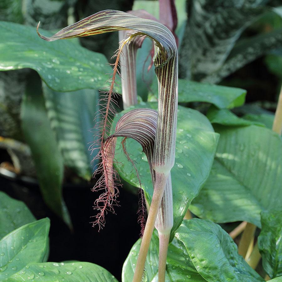 Photo of Cobra Lily (Arisaema fimbriatum) uploaded by eclayne