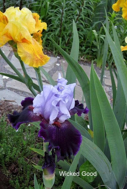 Photo of Tall Bearded Iris (Iris 'Wicked Good') uploaded by ge1836