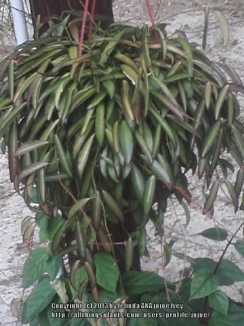 Photo of Wax Plant (Hoya wayetii) uploaded by jojoe