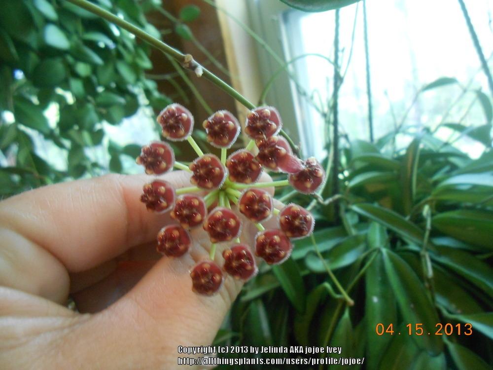 Photo of Wax Plant (Hoya wayetii) uploaded by jojoe