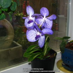 Location: At home - San Joaquin County, CA
Date: 2013-06-01
my newest orchid - Vanda coerulea