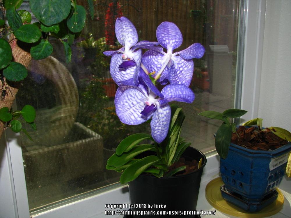 Photo of Blue Orchid (Vanda coerulea) uploaded by tarev