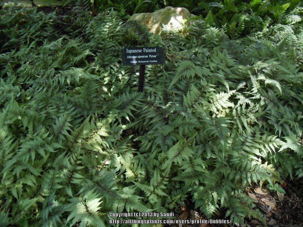 Photo of Japanese Painted Fern (Anisocampium niponicum) uploaded by Bubbles