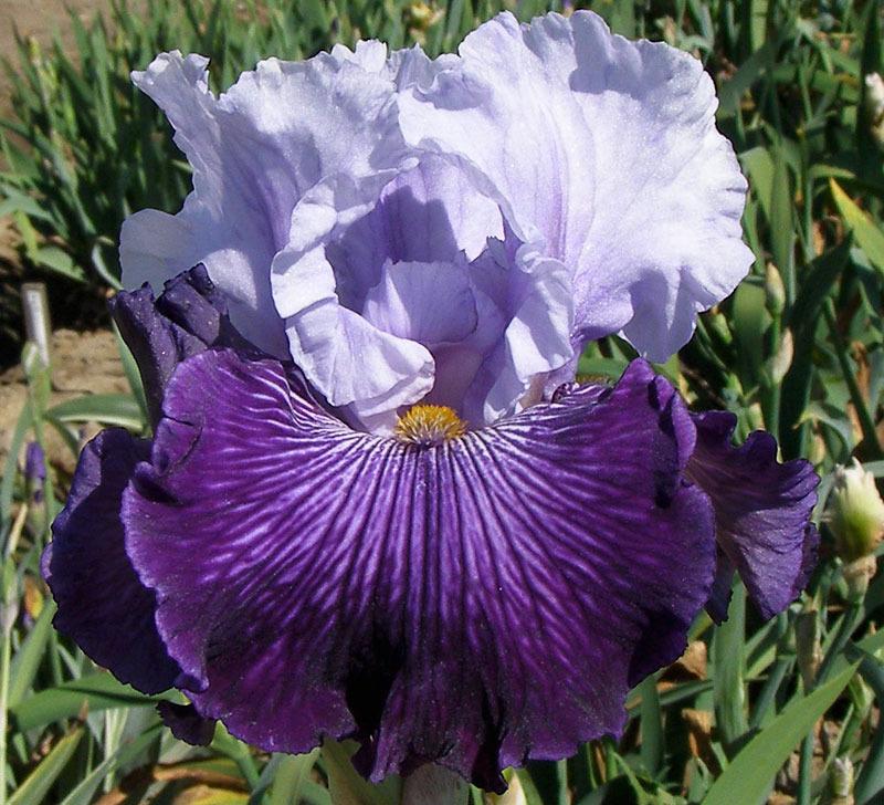 Photo of Tall Bearded Iris (Iris 'Glacier Melt') uploaded by Calif_Sue