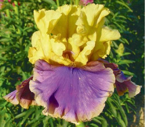 Photo of Tall Bearded Iris (Iris 'Kool Knight') uploaded by Calif_Sue