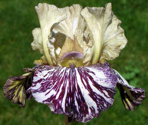 Photo of Tall Bearded Iris (Iris 'Gnus Flash') uploaded by Calif_Sue