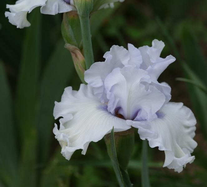 Photo of Tall Bearded Iris (Iris 'Winterfest') uploaded by JuliaNY