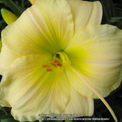 Location: Hidden Hills CA zone 10b
Date: 2013-06-02
Bloomed more melon-y last year - pale yellow this year - fully op