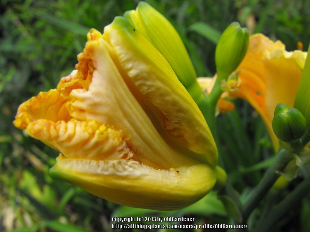 Photo of Daylily (Hemerocallis 'Inherited Wealth') uploaded by OldGardener