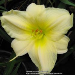 Location: Hidden Hills CA zone 10b
Date: 2013-06-02
Bloomed more melon-y last year - pale yellow this year