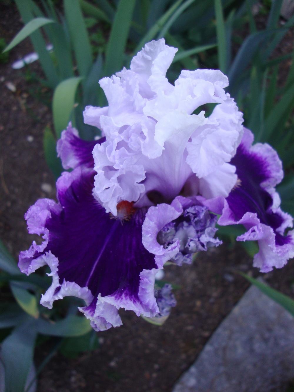 Photo of Tall Bearded Iris (Iris 'Daring Deception') uploaded by Paul2032