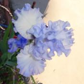 Love the cloudy blue of this iris!