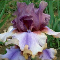 Location: Indiana
Date: May 2013
American Maid tall bearded iris