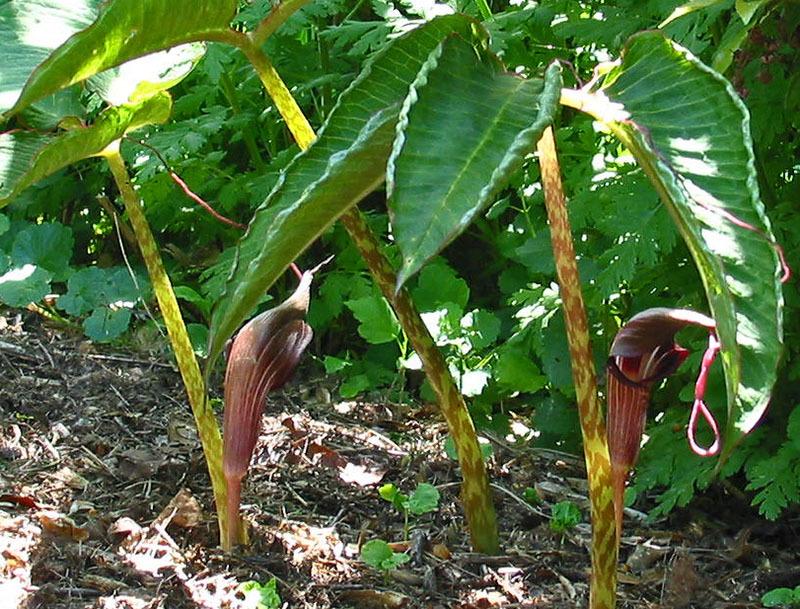 Photo of Cobra Lily (Arisaema speciosum 'Himalayan Giant') uploaded by eclayne